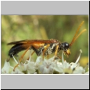 Tenthredo campestris - Blattwespe 07.jpg